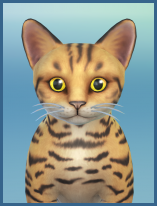 ansehen Savannah-Katze Fanny Kaetzchen